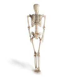 El Corte Inglés Esqueleto Articulado De Halloweenel Corte Ingles* Disfraces Y Complementos